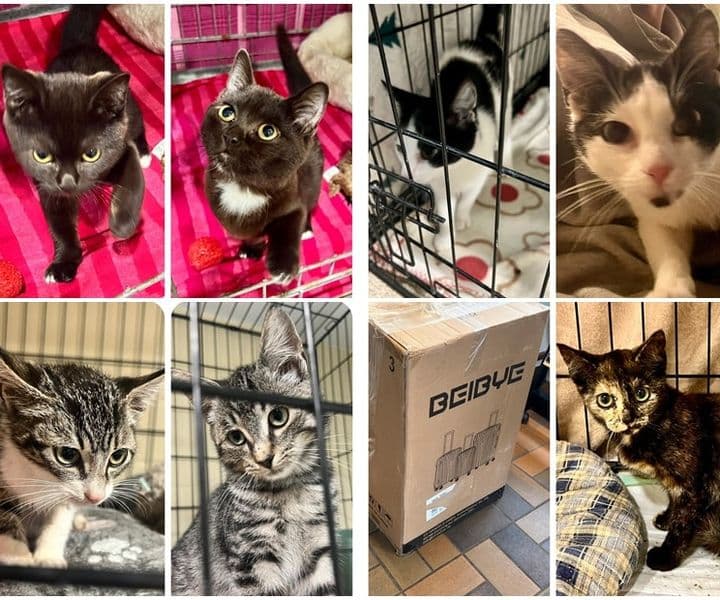 Wer kennt diese Katzen?