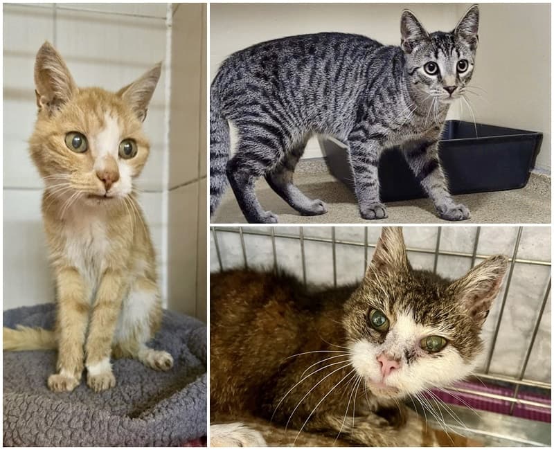 Drei Fundkatzen in 2 Tagen!