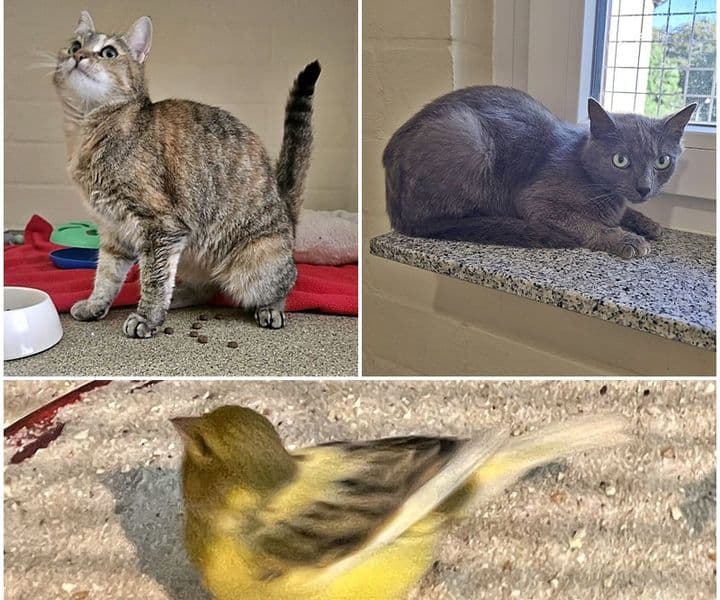 wer kennt diesen Kanarienvogel und folgende Katzen?