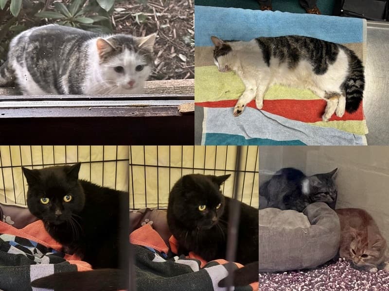 traurig: viele Fundkatzen an einem Tag