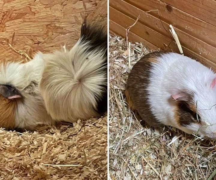 Wer vermisst seine Meerschweinchen?