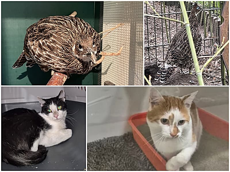 Fundtiere 28.09.2026, Ziervogelküken, Fundkatze aus Rees und Fundkater aus Isselburg
