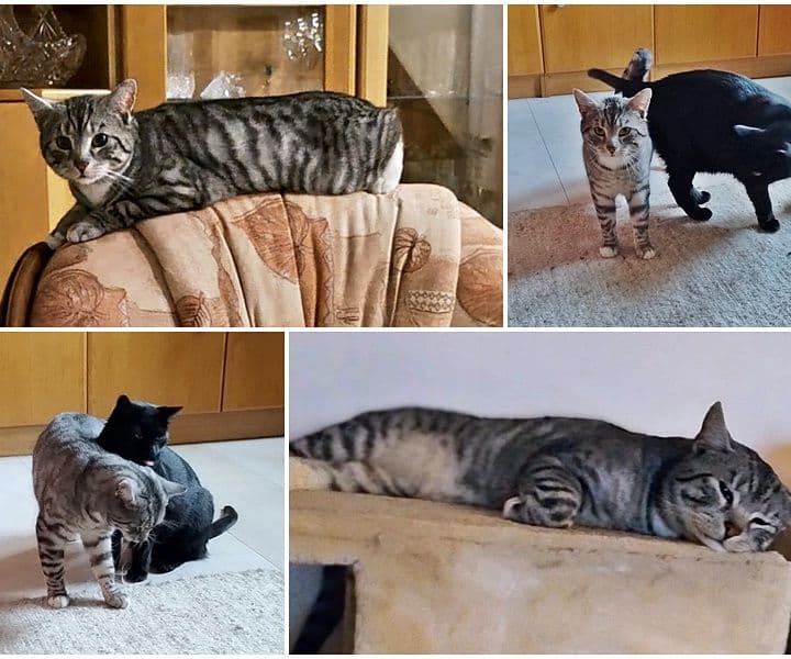 Kater Gandalf ist angekommen