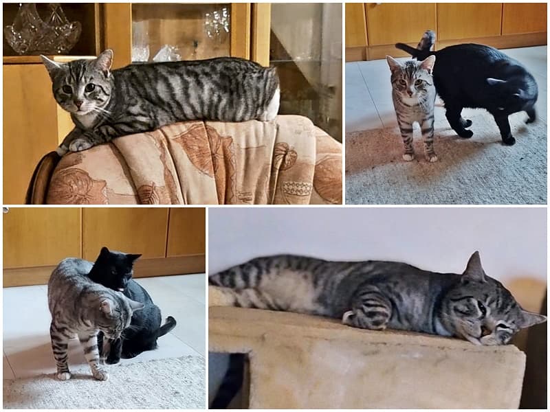 Kater Gandalf ist angekommen