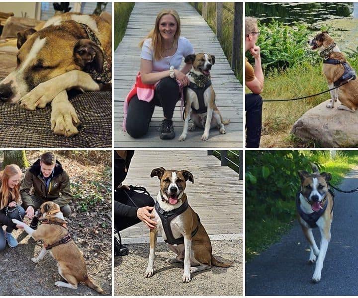 Seelenhund Gianni hat endlich seine Familie gefunden