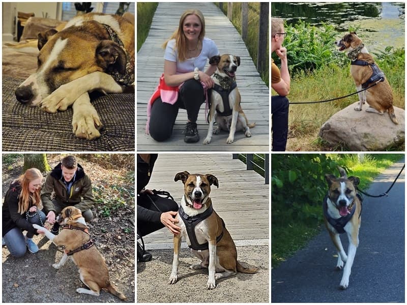 Seelenhund Gianni hat endlich seine Familie gefunden