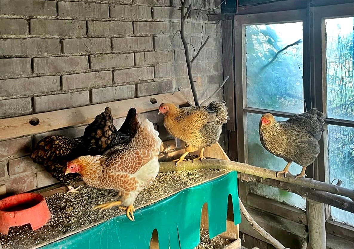 Foto von Eine muntere Zwerg-Hühnerschar (auf unserer Pflegestelle)