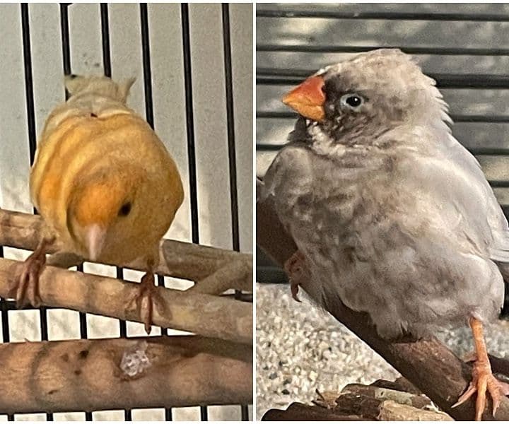 Wir haben zwei Fundvögel