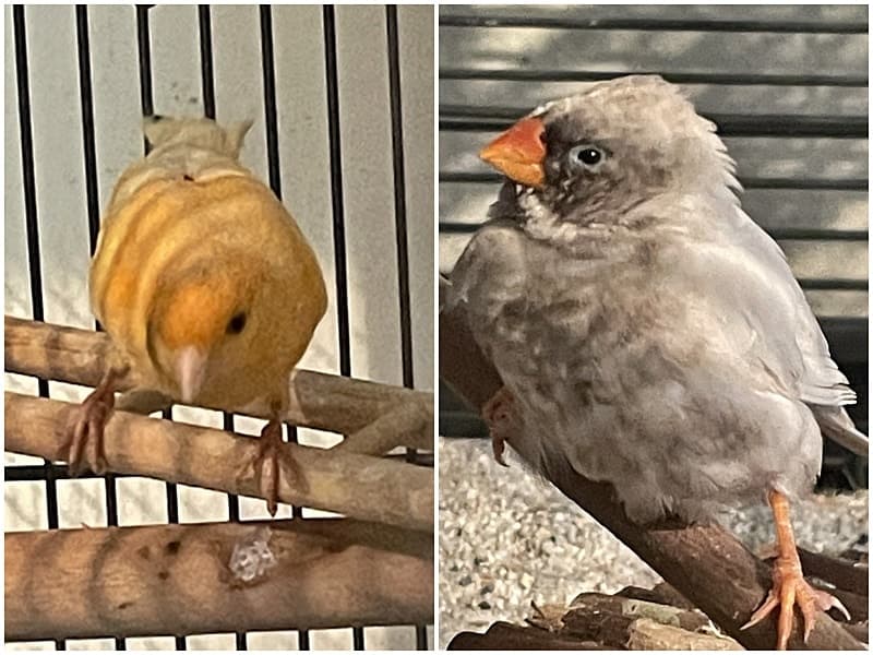 Wir haben zwei Fundvögel