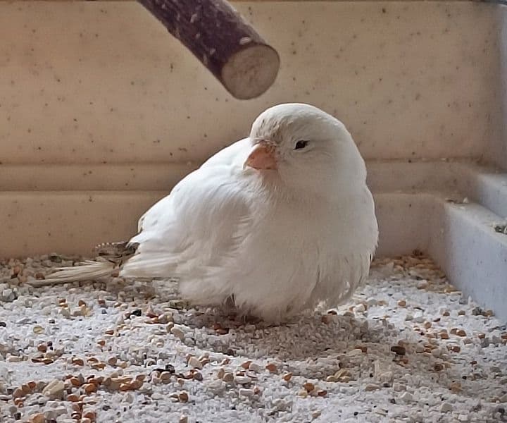 weißer Kanarienvogel gefunden