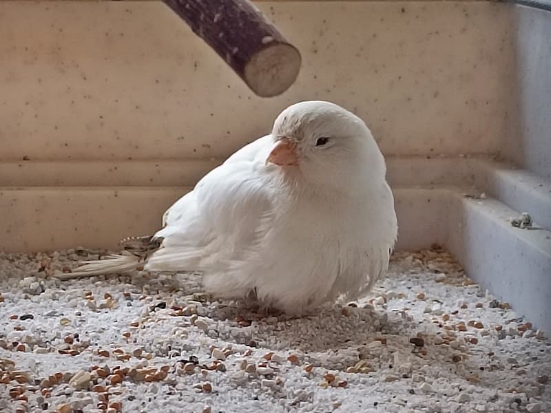 weißer Kanarienvogel gefunden