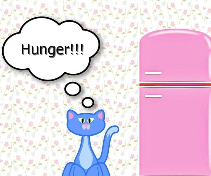 Unsere Katzen haben Hunger...