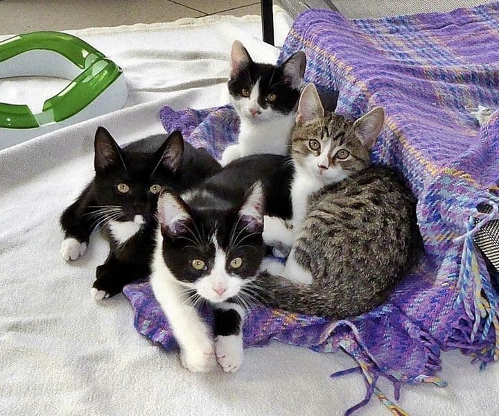 Die Kittenflut hat uns wieder erreicht