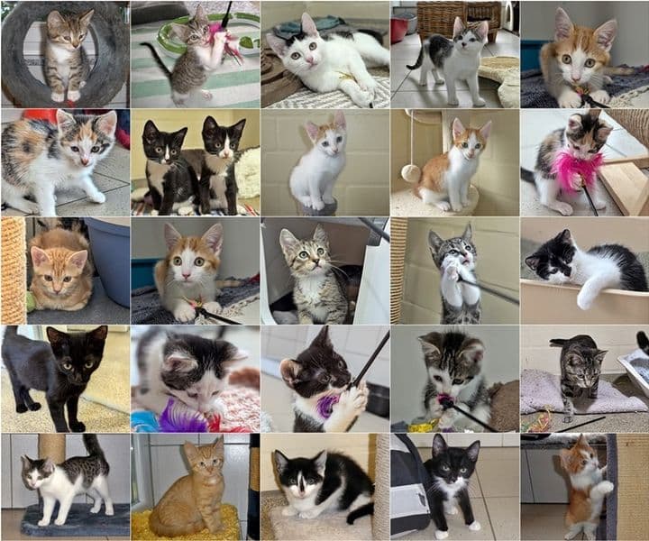 Willkommen in unserem Kitten-Kindergarten