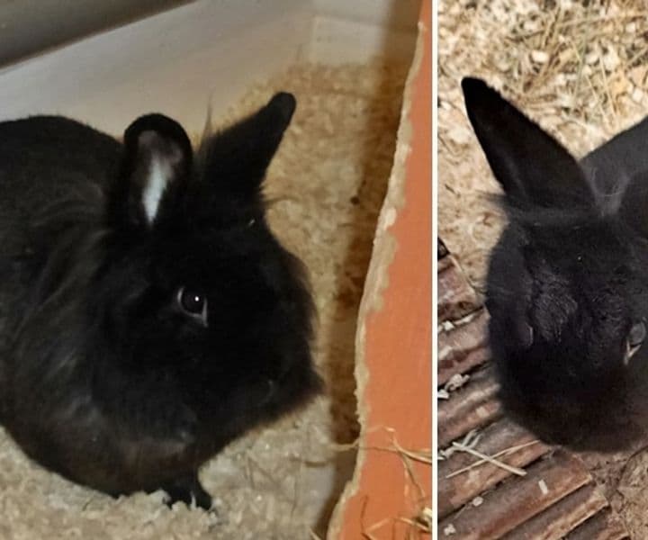 Zwei Schmusekaninchen werden immer übersehen :-(