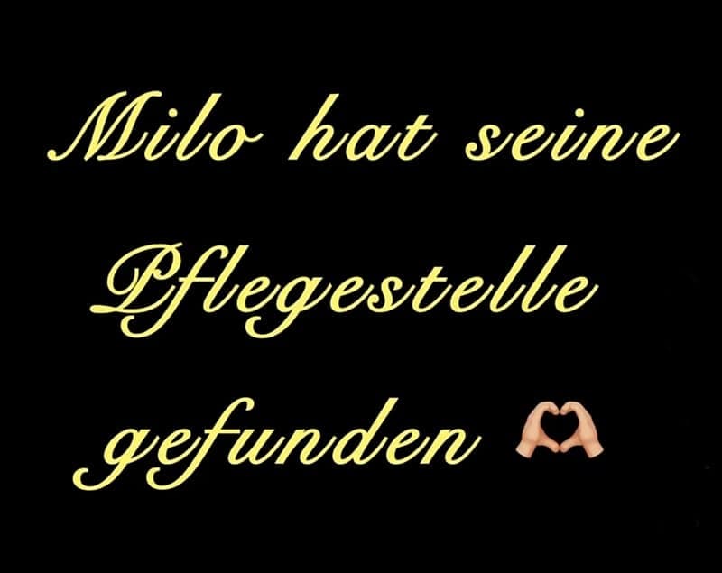 Happy End: Milo hat eine Pflegestelle gefunden :-)