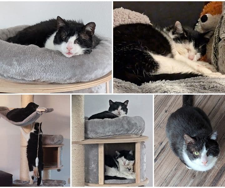Katerchen Suko, unser ehemaliger verletzter Opa, hat eine Gefährtin für`s Leben gefunden
