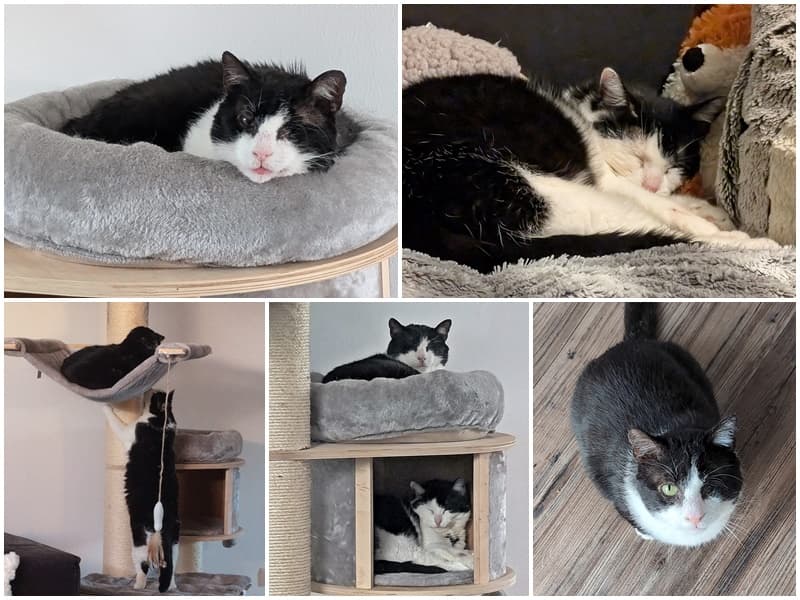 Katerchen Suko, unser ehemaliger verletzter Opa, hat eine Gefährtin für`s Leben gefunden