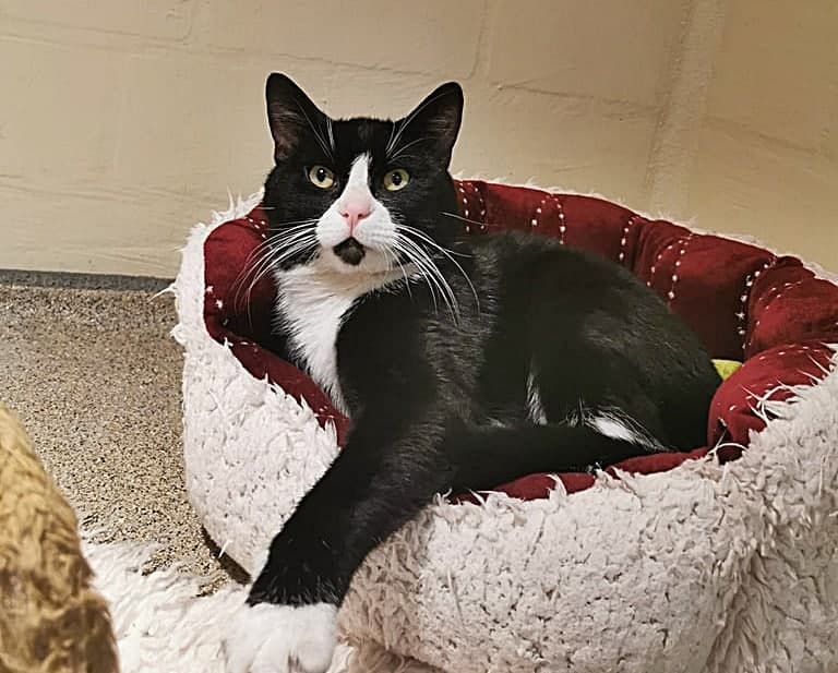 Vermisst denn niemand diesen Kater?