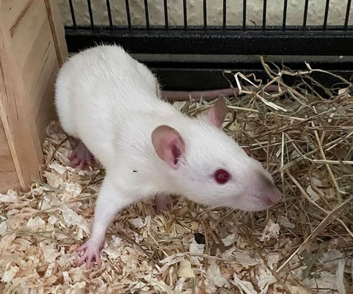 Besitzer von Ratten gesucht
