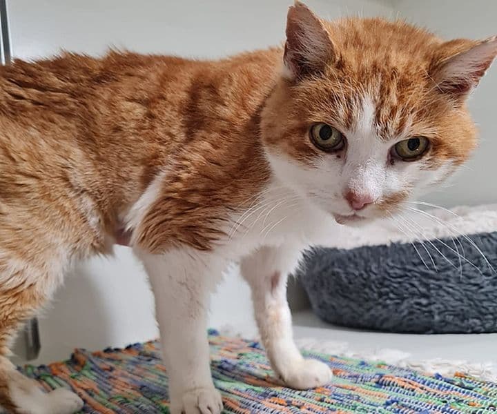 Unser alter Rufus sucht dringend einen Gnadenplatz