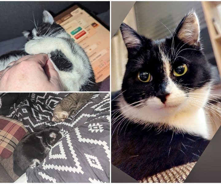 Ein kleines Update über unsere vermittelte Samtpfote Smilla