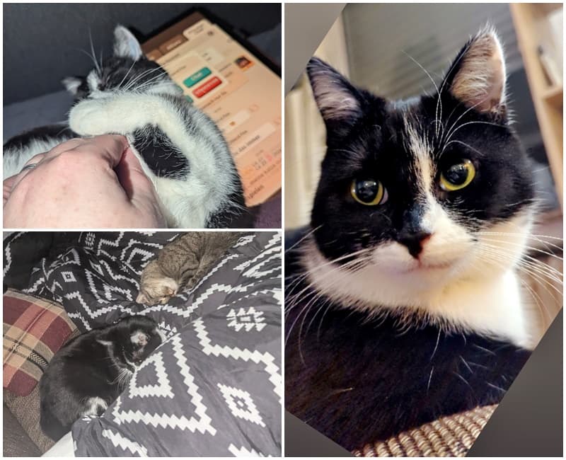 Ein kleines Update über unsere vermittelte Samtpfote Smilla