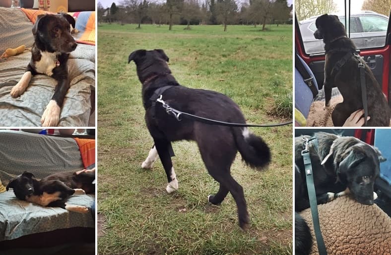 Unsere Junghunde Socke und Momo sind angekommen