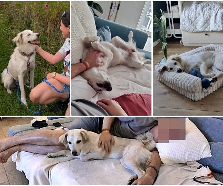 Sunny, Snoopy (2), Sherlock und Theo sind angekommen