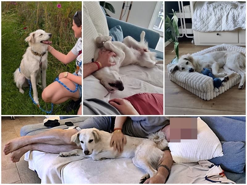 Sunny, Snoopy (2), Sherlock und Theo sind angekommen