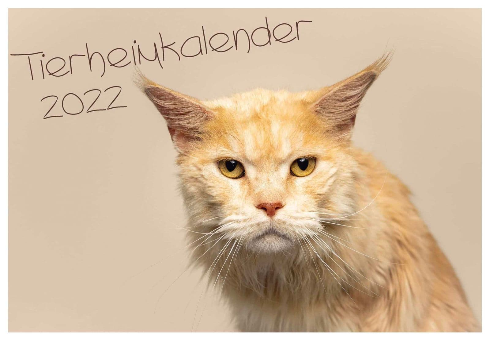 Der neue Tierheimkalender 2022 ist erhältlich