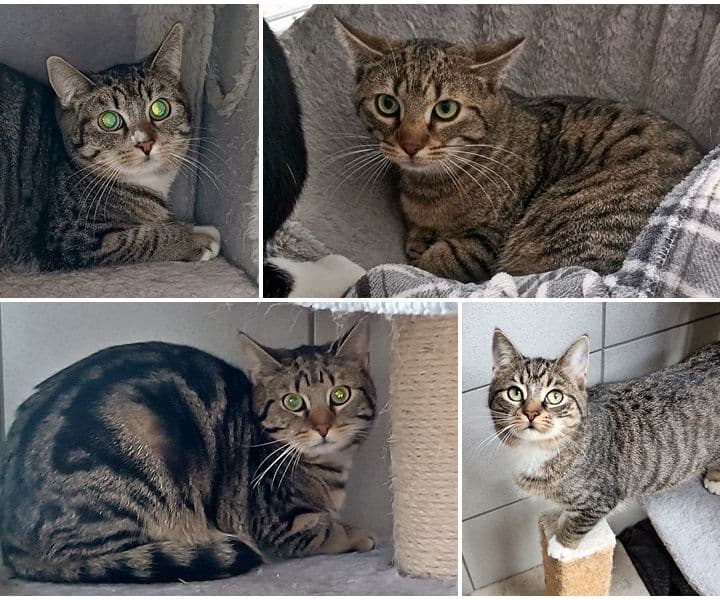 Wir haben momentan viele Tigerkatzen (und andere), die ein Zuhause suchen