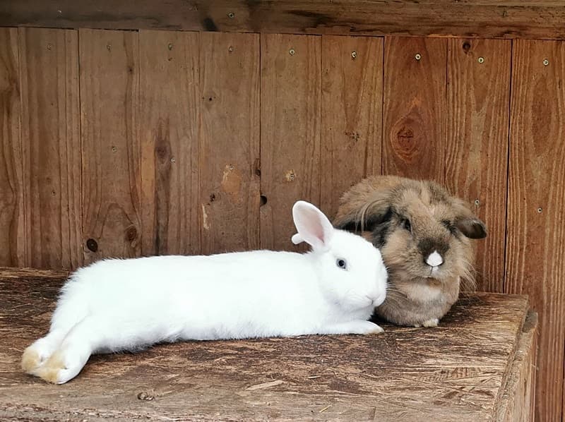 Kaninchen Yuki hat sich sehr gut eingelebt