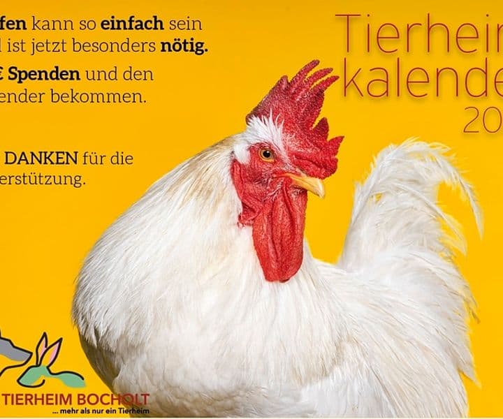Der neue Tierheimkalender 2024 ist da!