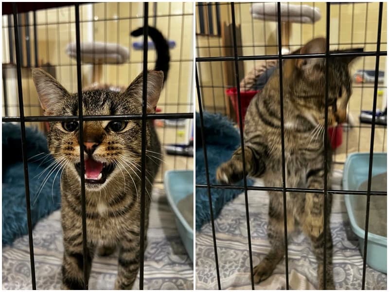 getigerter Kater, Raesfeld 12.10