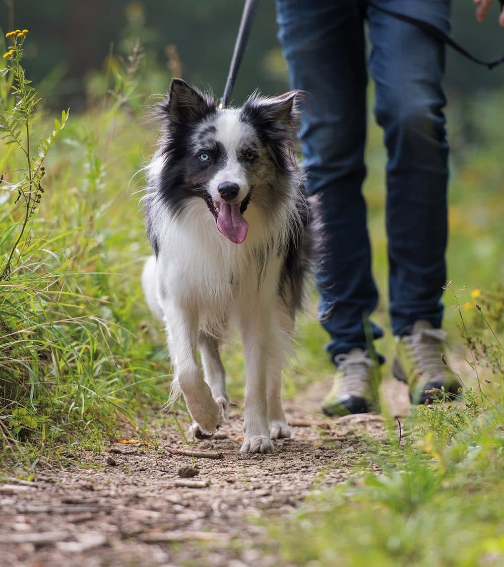 Frau begrüßt einen Hund an der Haustür